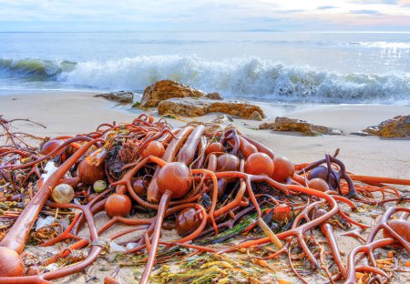 Foto de Algas marinas de algas frescas y vibrantes se amontonaron en la playa de Malibú, California. Cambio climático y concepto relacionado con la contaminación oceánica. - Imagen libre de derechos