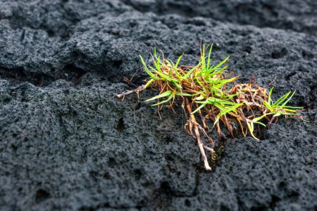 A close-up of a patch of green plant growing in harsh, volcanic soil on the rocky lava fields of Hawaii.