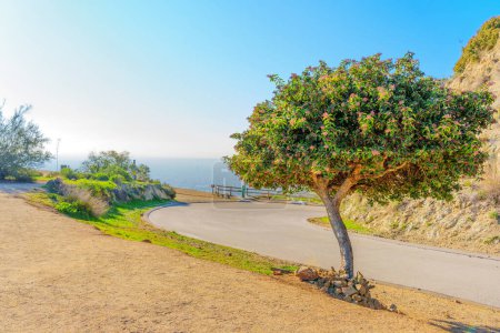 Photo for Runyon Canyon hiking trail area with a beautifully landscaped tree and a winding road sharply turning around the scenic mountains. - Royalty Free Image