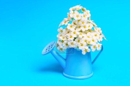 Photo for Lush Spiraea Vanhouttei blossoms bouquet in a tiny blue watering can isolated on blue background. Creative springtime, gardening and decoration related backdrop. - Royalty Free Image