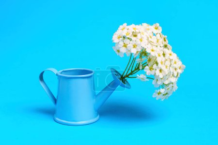 Close-up of a tiny blue watering can with a bouquet of tree blossoms isolated on a blue background. Creative gardening and decor concept.