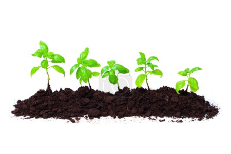 Téléchargez les photos : Monticule de sol avec jeunes semis de basilic isolés sur fond blanc. Concept lié à l'investissement et au développement des entreprises. - en image libre de droit