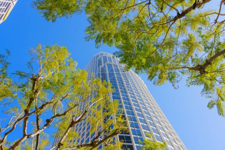 Wolkenkratzer in der Innenstadt von Los Angeles, eingerahmt von Baumwipfeln mit grünem Laub.