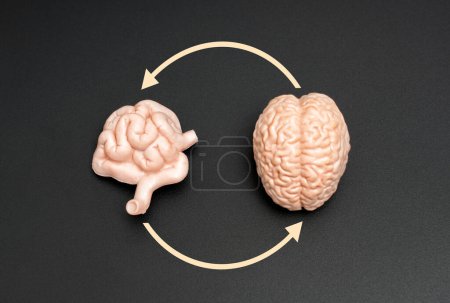 Illustration visuelle du concept d'axe intestin-cerveau, montrant des modèles réalistes du cerveau et de l'intestin grêle reliés par des flèches circulaires sur un fond sombre.