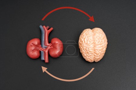 Detailed anatomical model of brain and kidney interconnected by circular arrows, isolated on black background. Brain-Kidneys axis concept.