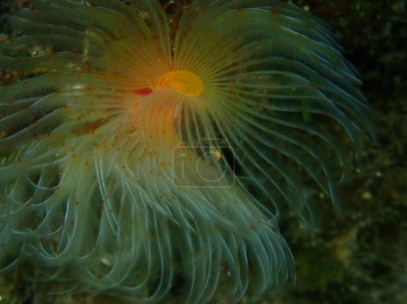 Téléchargez les photos : Polychaeta Ver tubulaire lisse ou fer à cheval à taches rouges (Protula tubularia) gros plan sous-marin, mer Égée, Grèce, Halkidiki - en image libre de droit