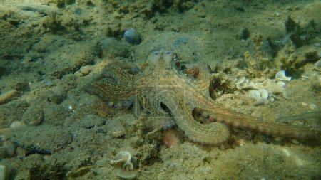 Photo for Common octopus (Octopus vulgaris) hunting, Aegean Sea, Greece, Halkidiki - Royalty Free Image