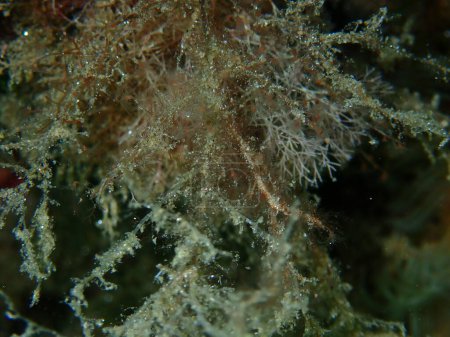 Grapevine hydroid or botryoid stickhydroid (Eudendrium racemosum) close-up undersea, Aegean Sea, Greece, Halkidiki