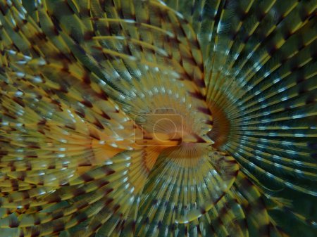 Photo for Marine polychaete Mediterranean fanworm or feather duster worm, European fan worm (Sabella spallanzanii) extreme close-up undersea, Aegean Sea, Greece, Halkidiki - Royalty Free Image