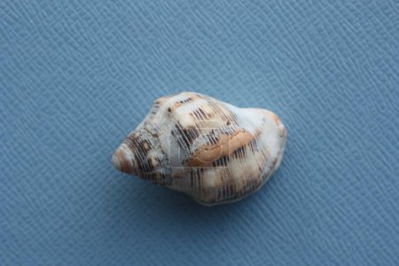 Photo for Seashell of sea snail of Southern oyster drill or Redmouthed rocksnail (Stramonita haemastoma) on a blue background. Place of find: Aegean Sea, Greece, Halkidiki - Royalty Free Image