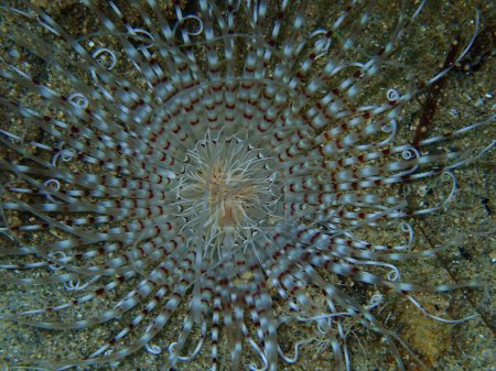 Photo for Cylinder anemone or coloured tube anemone (Cerianthus membranaceus) close-up undersea, Aegean Sea, Greece, Halkidiki - Royalty Free Image