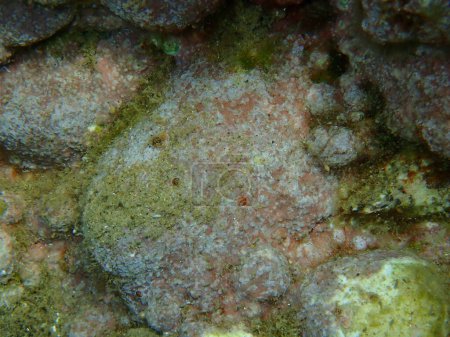 Téléchargez les photos : Éponge de forage rouge orangé (Cliona carteri) et algue coralline (Lithophyllum incrustans) sous-marine, mer Égée, Grèce, Halkidiki - en image libre de droit