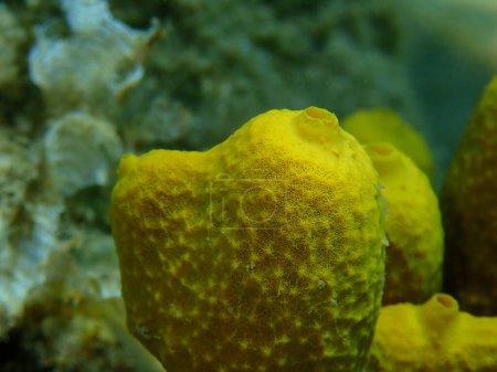 Photo for Yellow tube sponge or Aureate sponge (Aplysina aerophoba) close-up undersea, Aegean Sea, Greece, Halkidiki - Royalty Free Image