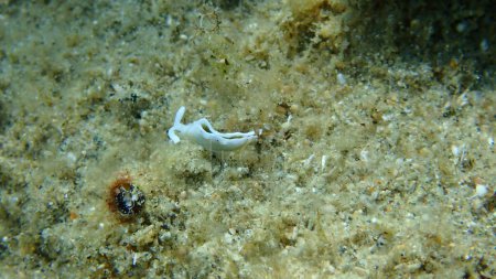 Photo for Sacoglossan sea slug or opisthobranch Timid elysia (Elysia timida) undersea, Aegean Sea, Greece, Halkidiki - Royalty Free Image