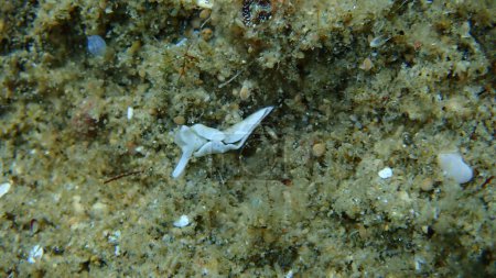 Téléchargez les photos : Limace de mer de Sacoglossan ou opisthobranch Élysie timide (Elysia timida) sous-marine, mer Égée, Grèce, Halkidiki - en image libre de droit