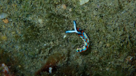 Photo for Sacoglossan sea slug Splendid elysia or Splendid velvet snail (Thuridilla hopei) close-up undersea, Aegean Sea, Greece, Halkidiki - Royalty Free Image