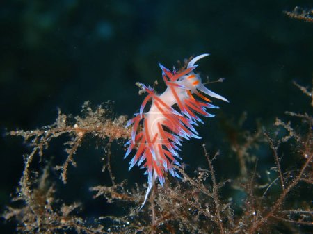 Meeresschneckenpilgerpflanze (Cratena peregrina) aus nächster Nähe Unterwasser, Ägäis, Griechenland, Chalkidiki