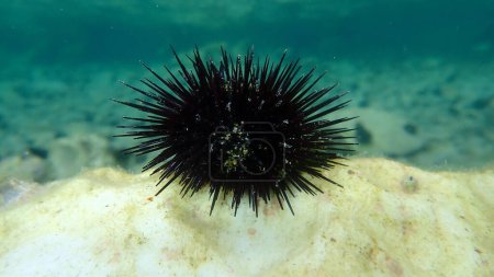 Photo for Black sea urchin (Arbacia lixula) undersea, Aegean Sea, Greece, Thasos island - Royalty Free Image