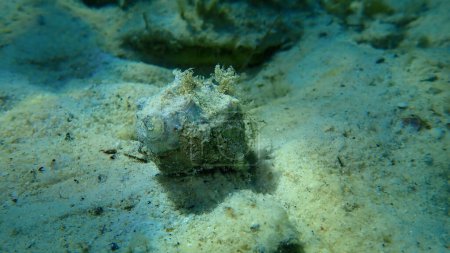 Photo for Sea snail trunculus murex or banded murex, trunk murex, banded dye-murex (Hexaplex trunculus) undersea, Aegean Sea, Greece, Thasos island - Royalty Free Image