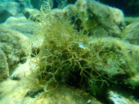 Photo for Brown algae forkweed or doubling weed (Dictyota dichotoma) undersea, Aegean Sea, Greece, Halkidiki - Royalty Free Image