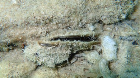 Foto de Molusco bivalvo noble cáscara de la pluma o mejillón ventilador (Pinna nobilis) bajo el mar, Mar Egeo, Grecia, Isla de Tasos - Imagen libre de derechos