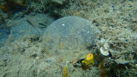 Foto de Masa de huevo de una Polychaeteworm marina (Polychaeta) en el fondo del mar, mar Egeo, Grecia, Halkidiki - Imagen libre de derechos