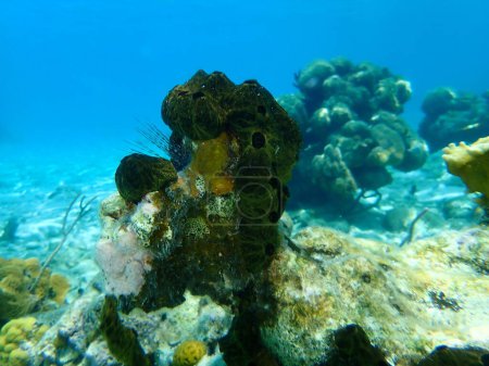 Colonial tunicates Didemnum cineraceum undersea, Caribbean Sea, Cuba, Playa Cueva de los peces