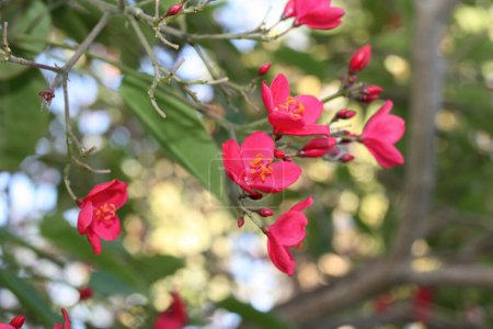 Photo for Flowers of flowering plant spicy jatropha or peregrina (Jatropha integerrima) close-up, Egypt, Sharm El Sheikh - Royalty Free Image