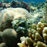 Devil scorpionfish, false stonefish or false scorpionfish (Scorpaenopsis diabolus) undersea, Red Sea, Egypt, Sharm El Sheikh, Nabq Bay