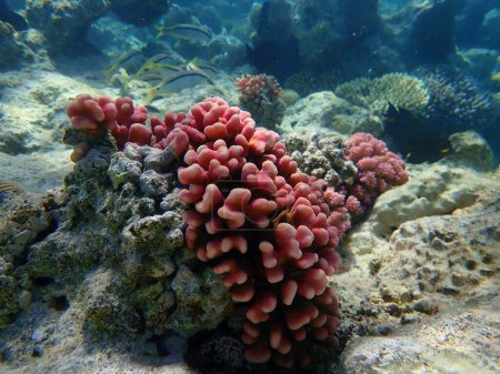 Koralowiec kamienny z kapturem lub koralowiec gładki z kalafiorem, koralowiec tłoczny (Stylophora pistillata) podmorski, Morze Czerwone, Egipt, Sharm El Sheikh, Zatoka Nabq
