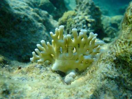 Foto de Coral de fuego neto o coral de fuego ramificado (dichotoma de Millepora) bajo el mar, Mar Rojo, Egipto, Sharm El Sheikh, Bahía de Nabq - Imagen libre de derechos