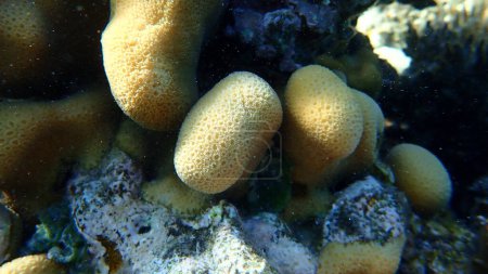 Téléchargez les photos : Bouton corail (Goniastrea stelligera) gros plan sous-marin, Mer Rouge, Egypte, Sharm El Sheikh, Baie de Nabq - en image libre de droit