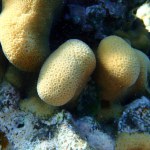 Knob coral (Goniastrea stelligera) close-up undersea, Red Sea, Egypt, Sharm El Sheikh, Nabq Bay