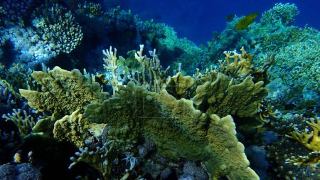 Téléchargez les photos : Corail de feu de plat (Millepora platyphylla) et corail de feu net (Millepora dichotoma) sous-marin, mer Rouge, Egypte, Sharm El Sheikh, baie de Nabq - en image libre de droit