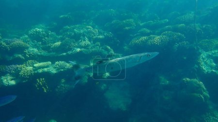 Foto de Gran barracuda (Sphyraena barracuda) submarina, Mar Rojo, Egipto, Sharm El Sheikh, Bahía de Nabq - Imagen libre de derechos