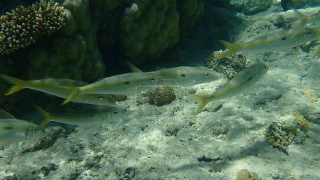 Photo for Yellowstripe goatfish (Mulloidichthys flavolineatus) undersea, Red Sea, Egypt, Sharm El Sheikh, Nabq Bay - Royalty Free Image
