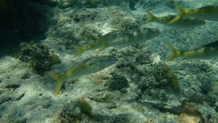 Photo for Yellowstripe goatfish (Mulloidichthys flavolineatus) undersea, Red Sea, Egypt, Sharm El Sheikh, Nabq Bay - Royalty Free Image