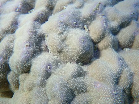 Téléchargez les photos : Corail à bosse ou corail lobé (Porites lobata) sous-marin, Mer Rouge, Égypte, Charm El Sheikh, baie de Nabq - en image libre de droit