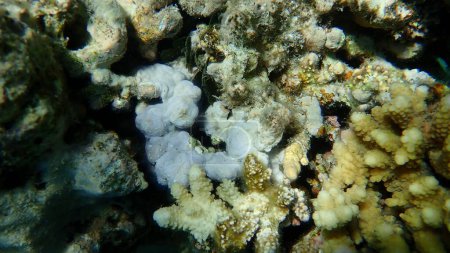 Téléchargez les photos : Algues corallines rouges sous-marines, Mer Rouge, Égypte, Sharm El Sheikh, baie de Nabq - en image libre de droit