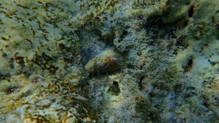 Téléchargez les photos : Cône annelé (Conus taeniatus) sous-marin, mer Rouge, Égypte, Sharm El Sheikh, baie de Nabq - en image libre de droit