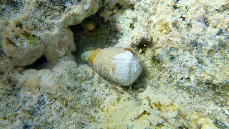 Téléchargez les photos : Cône annelé (Conus taeniatus) sous-marin, mer Rouge, Égypte, Sharm El Sheikh, baie de Nabq - en image libre de droit