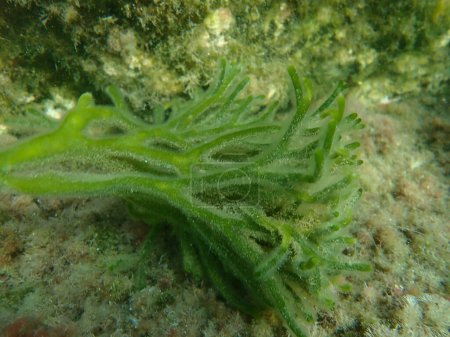 Photo for Green algae green sea fingers or sponge seaweed (Codium fragile) undersea, Aegean Sea, Greece, Thasos island - Royalty Free Image