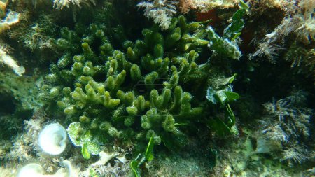 Photo for Green algae green sea fingers or sponge seaweed (Codium fragile) undersea, Aegean Sea, Greece, Thasos island - Royalty Free Image