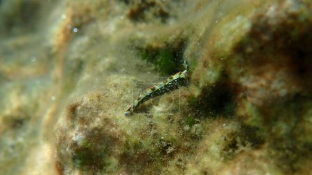 Photo for Sacoglossan sea slug Splendid elysia or Splendid velvet snail (Thuridilla hopei) close-up undersea, Aegean Sea, Greece, Thasos island - Royalty Free Image