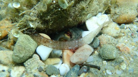 Photo for Common octopus (Octopus vulgaris) undersea, Aegean Sea, Greece, Halkidiki - Royalty Free Image