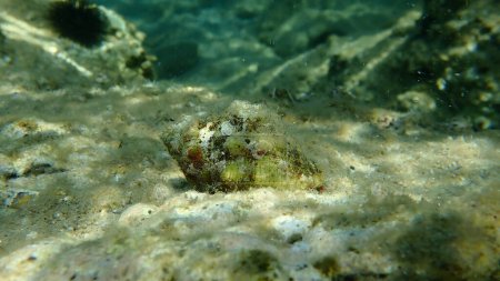 Téléchargez les photos : Forage d'huîtres australes ou escargot de roche à bouche rouge (Stramonita haemastoma) sous-marin, mer Égée, Grèce, Halkidiki - en image libre de droit