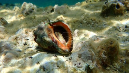 Foto de Taladro de ostras del sur o caracol de roca bocazas (Hemastoma de Stramonita) bajo el mar, Mar Egeo, Grecia, Halkidiki - Imagen libre de derechos