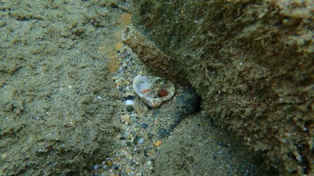 Photo for Seashell of bivalve mollusc Glycymeris nummaria and closed marine polychaete Mediterranean fanworm or feather duster worm, European fan worm (Sabella spallanzanii) undersea, Aegean Sea - Royalty Free Image