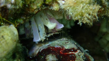 Foto de Encapsulación de huevos y embriones por taladro de ostra del sur o caracol de roca bocazas (hemastoma de Stramonita) bajo el mar, mar Egeo, Grecia, Halkidiki - Imagen libre de derechos