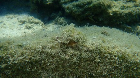 Photo for Bivalve mollusc jewel box or common jewel box (Chama gryphoides) undersea, Aegean Sea, Greece, Halkidiki - Royalty Free Image